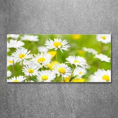 Acrylbild Fotodruck Gänseblümchen