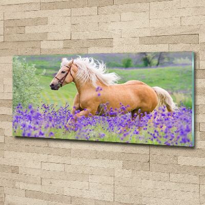 Foto auf Acryl Ein Pferd im Lavendelfeld