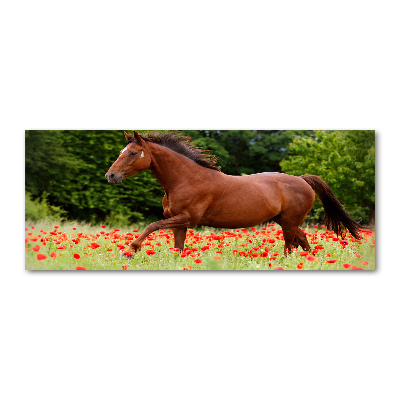 Acrylbild Fotodruck Ein Pferd in einem Mohnfeld