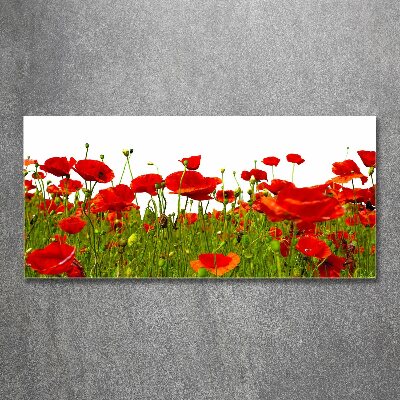 Bild auf Acrylglas Wildmohn