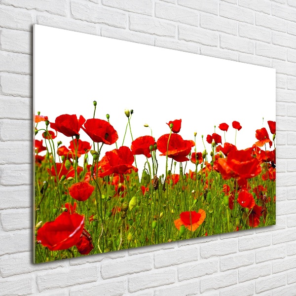 Bild auf Acrylglas Wildmohn