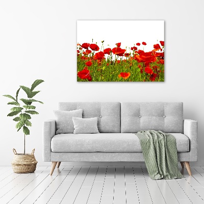 Bild auf Acrylglas Wildmohn