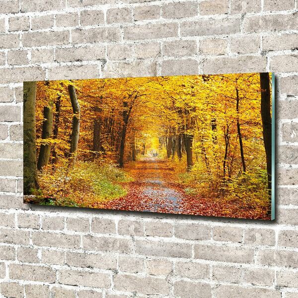 Acrylbild Fotodruck Wald im Herbst