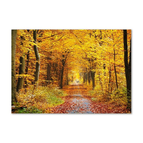 Acrylbild Fotodruck Wald im Herbst