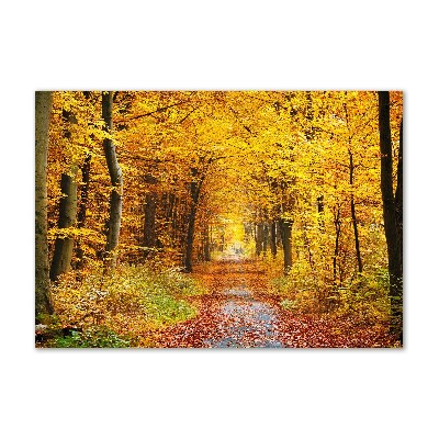 Acrylbild Fotodruck Wald im Herbst