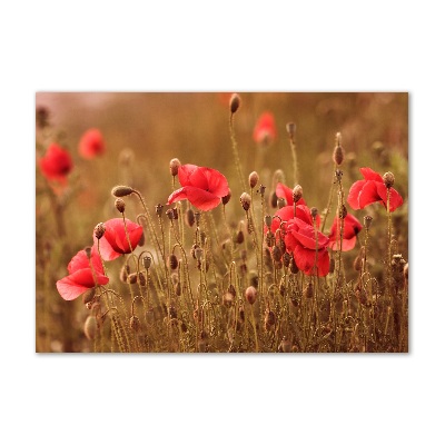 Foto auf Acryl Mohnblumen-Triptychon