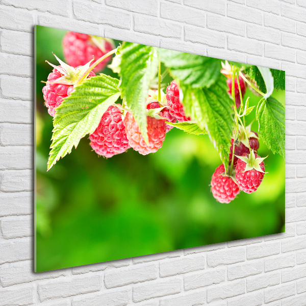 Acrylbild Fotodruck Himbeeren im Garten
