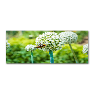 Foto auf Acryl Blühender Knoblauch