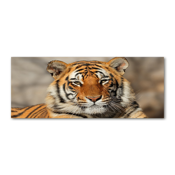 Bild auf Acrylglas Bengal-Tiger