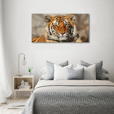 Bild auf Acrylglas Bengal-Tiger