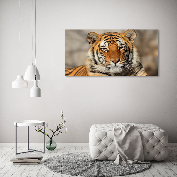 Bild auf Acrylglas Bengal-Tiger