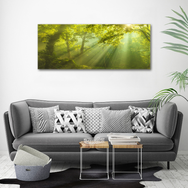 Acrylbild Fotodruck Wald in der Sonne