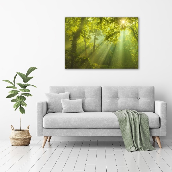 Acrylbild Fotodruck Wald in der Sonne