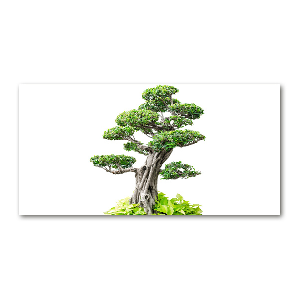 Acrylglas-Druck Bonsai-Baum