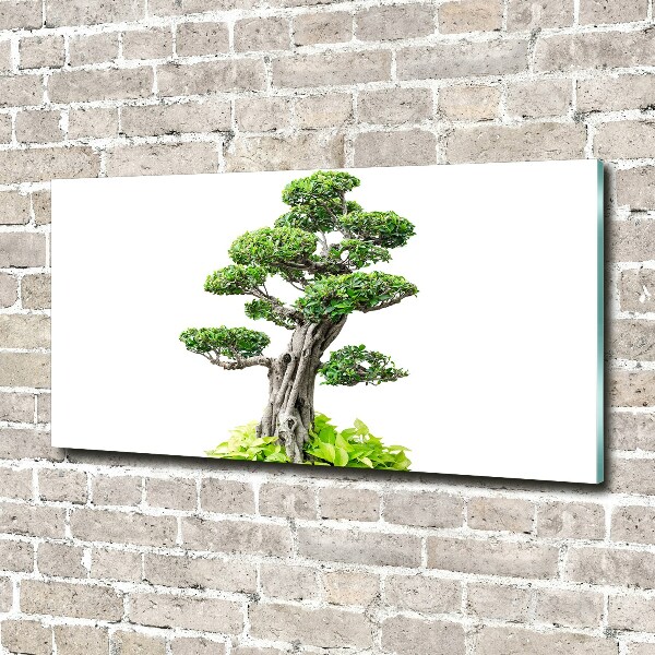 Acrylglas-Druck Bonsai-Baum