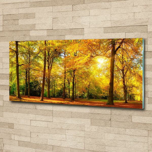 Acrylbild Fotodruck Wald im Herbst