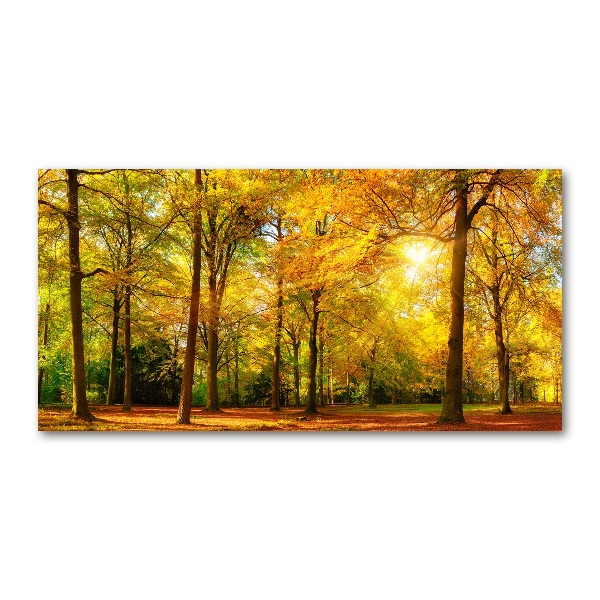 Acrylbild Fotodruck Wald im Herbst