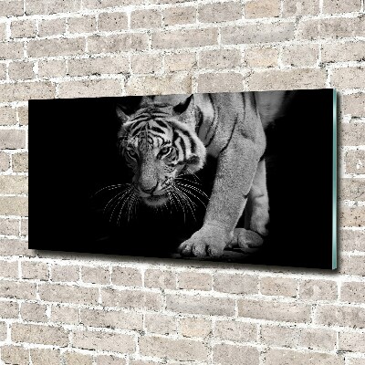 Acrylbild Fotodruck Tiger