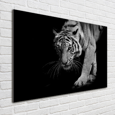 Acrylbild Fotodruck Tiger