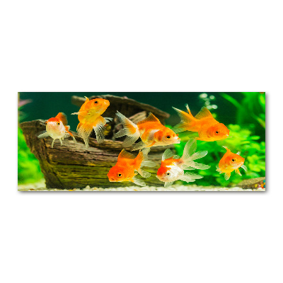 Acrylglas-Druck Goldfisch