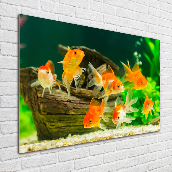 Acrylglas-Druck Goldfisch
