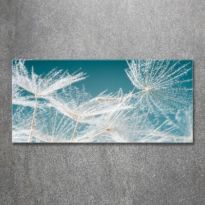 Acrylglas-Druck Löwenzahnsamen