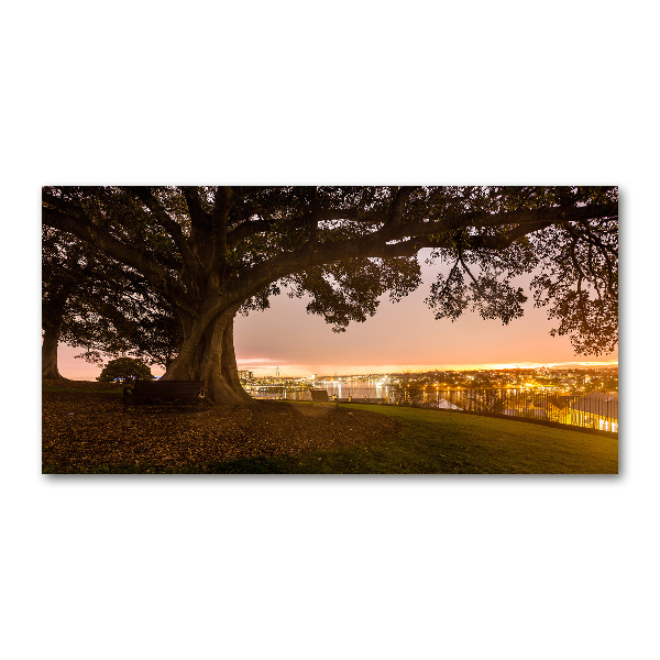 Acrylglas-Druck Alter Baum