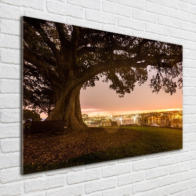 Acrylglas-Druck Alter Baum