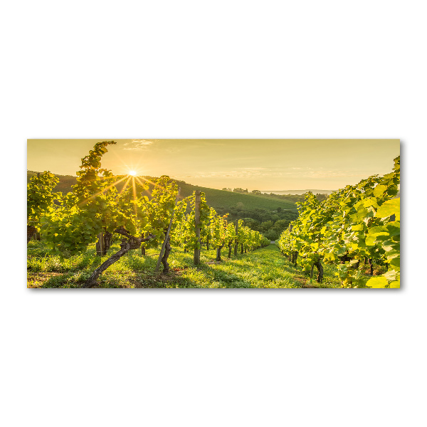 Acrylbild Fotodruck Weinberg