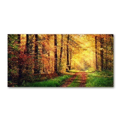 Acrylbild Fotodruck Wald im Herbst