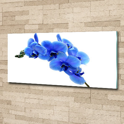Foto auf Acryl Blaue Orchidee