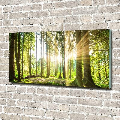 Acrylglas-Druck Wald in der Sonne