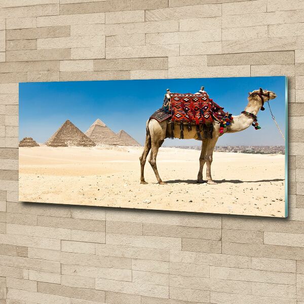 Acrylbild Fotodruck Kamel in Kairo