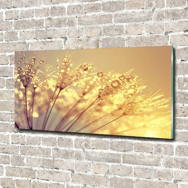 Acrylbild Fotodruck Löwenzahnsamen