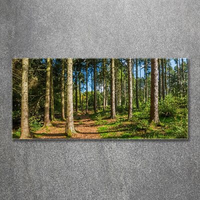 Foto auf Acryl Waldpanorama