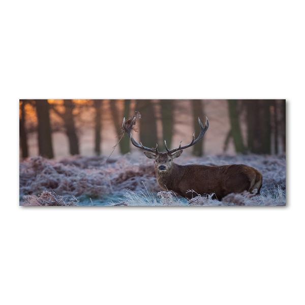 Bild auf Acrylglas Hirsche bei Sonnenaufgang