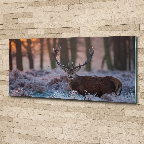 Bild auf Acrylglas Hirsche bei Sonnenaufgang
