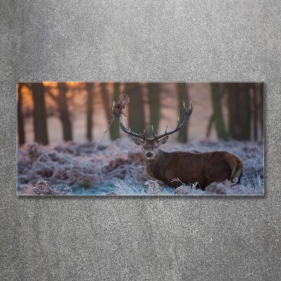 Bild auf Acrylglas Hirsche bei Sonnenaufgang