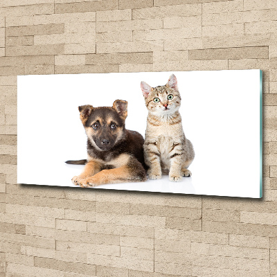 Acrylglas-Druck Hund und Katze