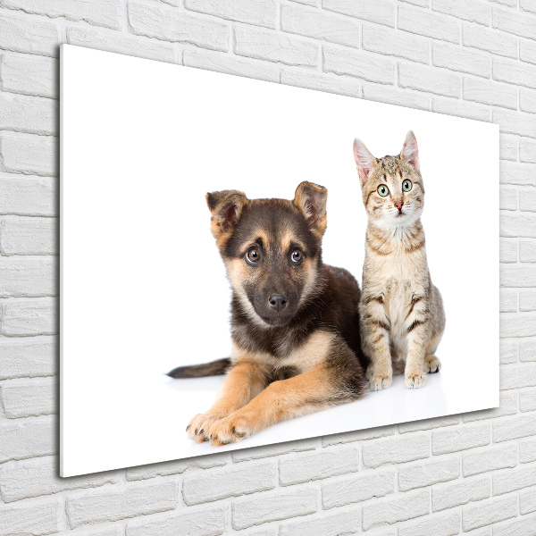 Acrylglas-Druck Hund und Katze