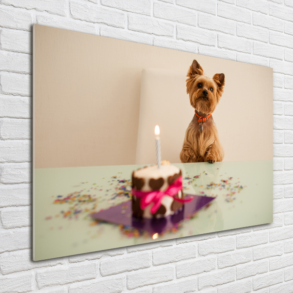 Foto auf Acryl Hund mit Kuchen