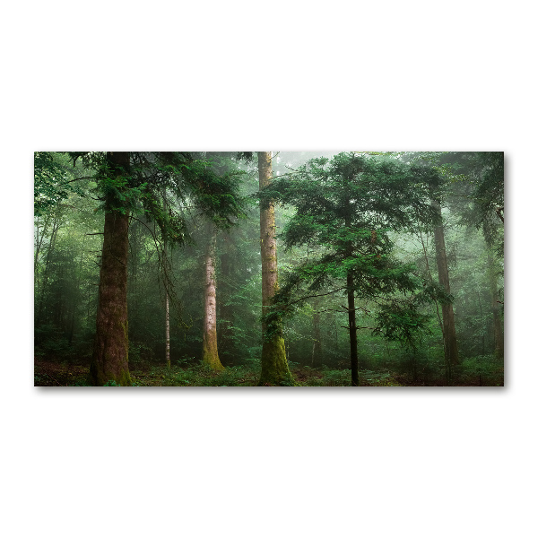 Foto auf Acryl Nebel im Wald