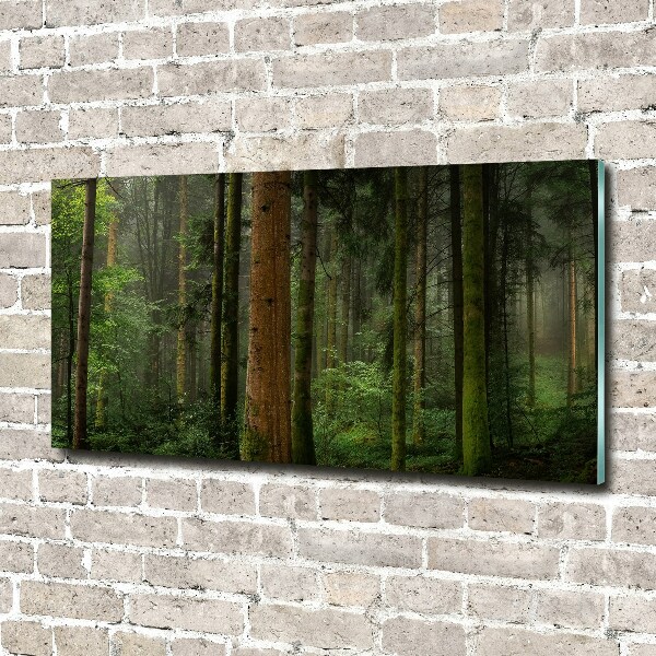 Bild auf Acrylglas Nebel im Wald