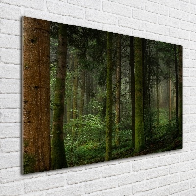 Bild auf Acrylglas Nebel im Wald