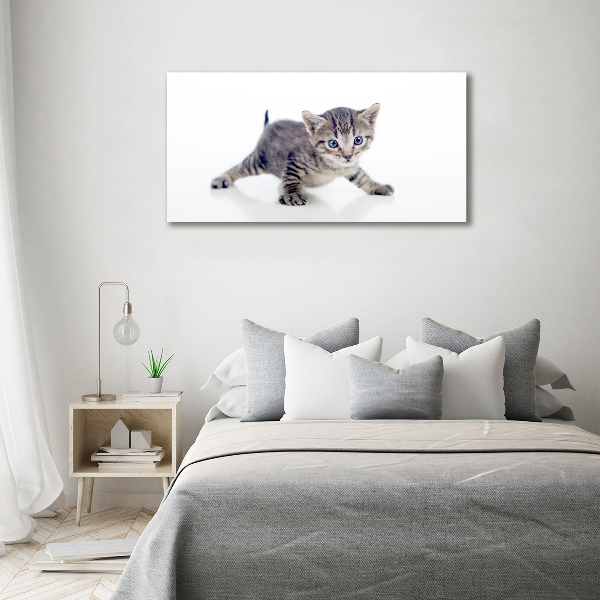 Foto auf Acryl Kleine Katze