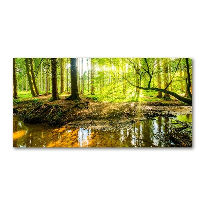 Foto auf Acryl Ein Teich im Wald