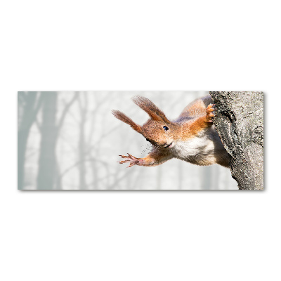 Acrylbild Fotodruck Eichhörnchen