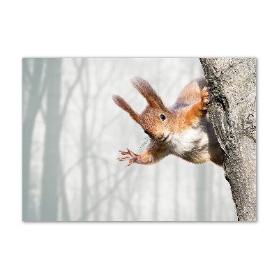 Acrylbild Fotodruck Eichhörnchen
