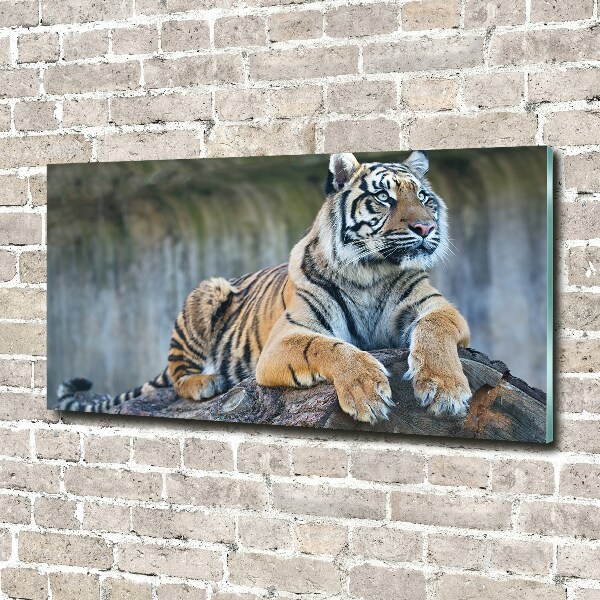 Acrylglas-Druck Tiger