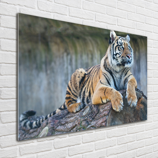 Acrylglas-Druck Tiger